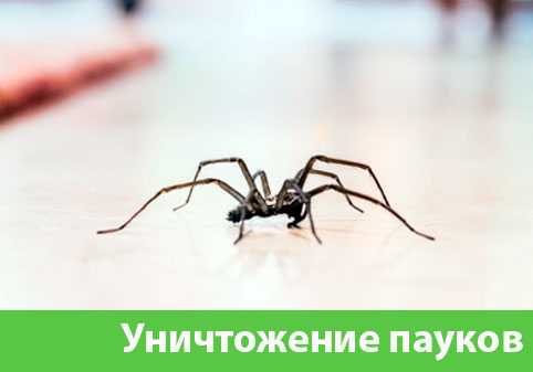 Избавиться от пауков в городе Азнакаево