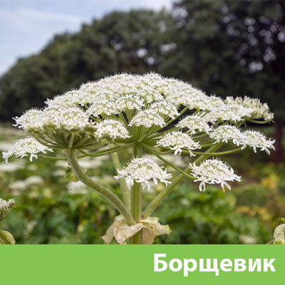 Борщевик в Азнакаево