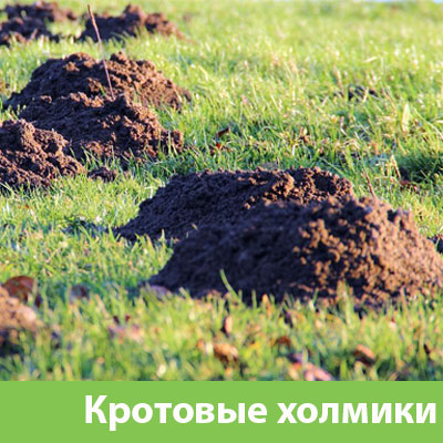 Кроты на участке в Азнакаево