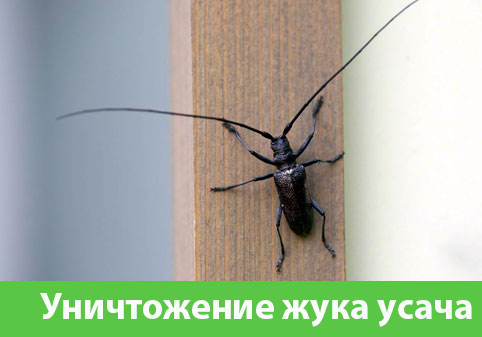 Обработка от жука усача в городе Азнакаево