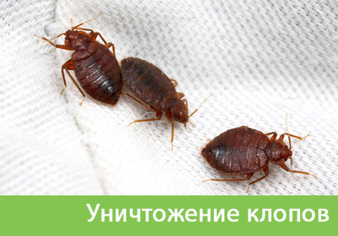 Уничтожение клопов в городе Азнакаево