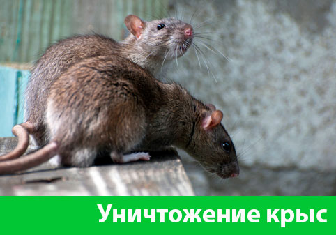 Уничтожение крыс в городе Азнакаево