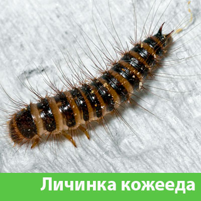 Личинка Кожееда в Азнакаево