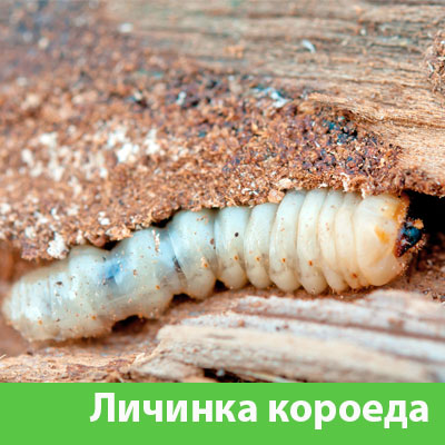 Уничтожение личинок короеда в Азнакаево