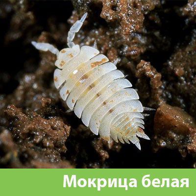 Мокрица в Азнакаево фото