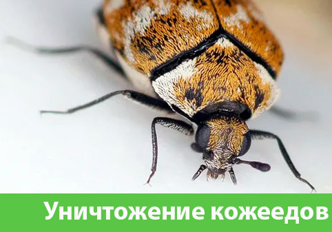 Обработка от кожееда в городе Азнакаево 