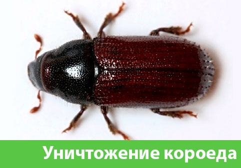 Обработка от древоточца в городе Азнакаево