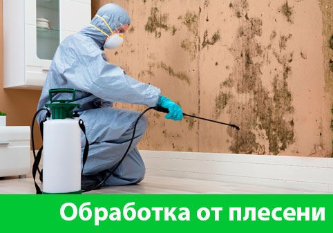 Обработка от плесени в городе Азнакаево