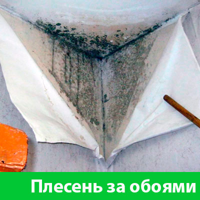 Удаление плесени в Азнакаево