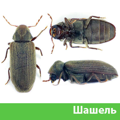 Обработка от шашеля в городе Азнакаево
