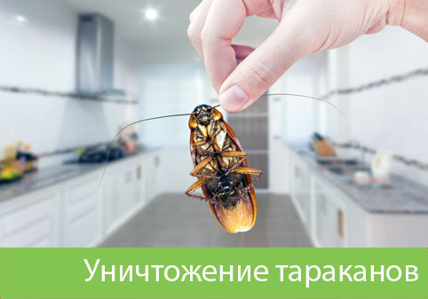 Уничтожение тараканов в городе Азнакаево