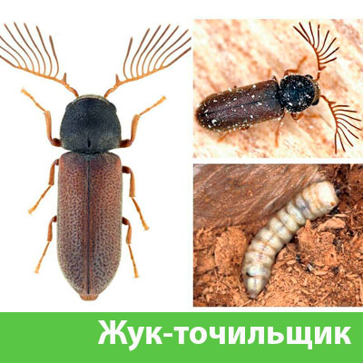 Уничтожение точильщика и личинок в Азнакаево