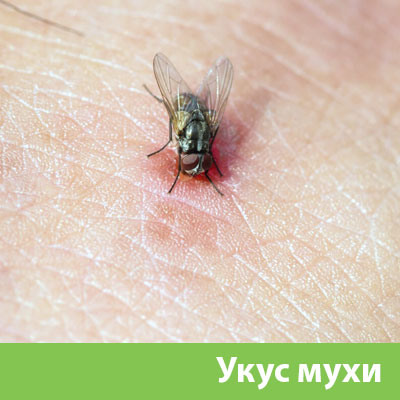 Уничтожение мух в Азнакаево