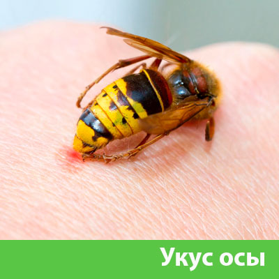 Профессиональное уничтожение ос и шершней в Азнакаево