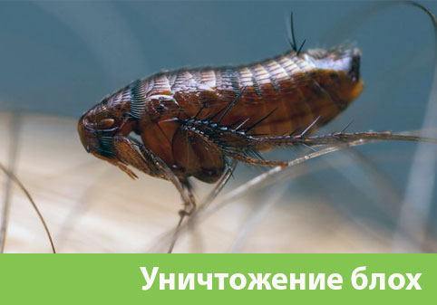Уничтожение блох в городе Азнакаево