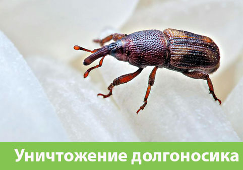Уничтожение долгоносиков в городе Азнакаево