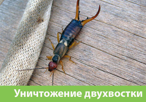 Уничтожение двухвостки в городе Азнакаево