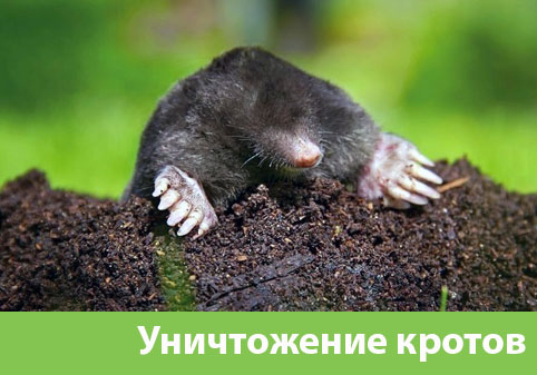 Уничтожение кротов в городе Азнакаево