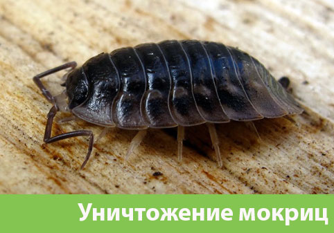 Мокрицы в квартире в городе Азнакаево
