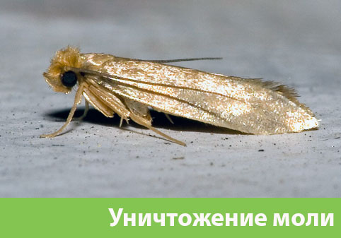 Уничтожение моли в городе Азнакаево 
