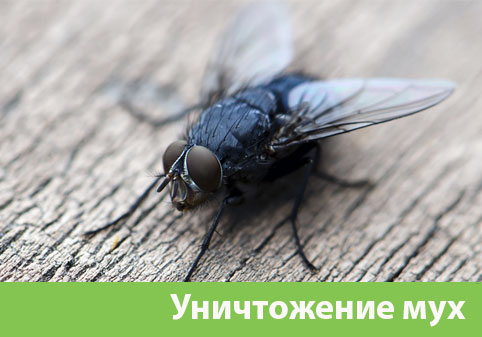 Уничтожение мух в городе Азнакаево