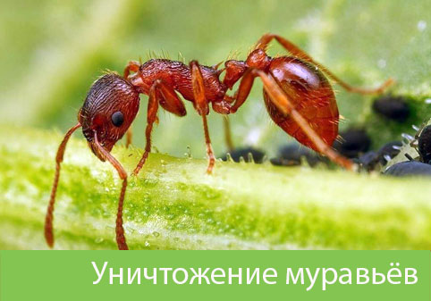 Уничтожение муравьёв в городе Азнакаево