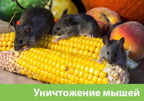 Уничтожение мышей в Азнакаево