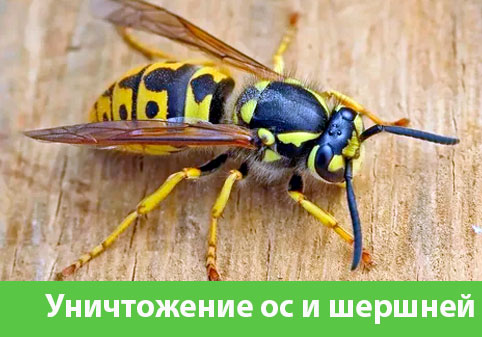 Уничтожение ос и шершней в городе Азнакаево